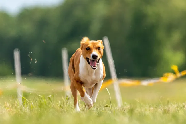 Почему басенджи — единственная порода собак, которая не умеет лаять?