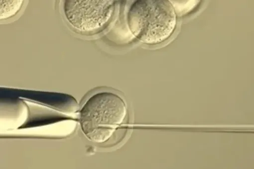 Клонирование