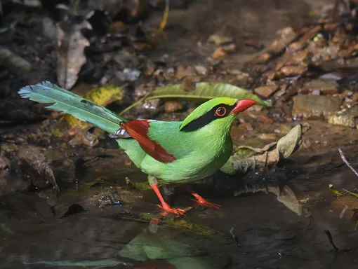 лазоревая сойка