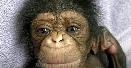 Детеныш шимпанзе Детеныш шимпанзе