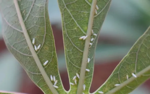 Африканская белокрылка питается нижней стороной листьев маниока. Вирусы, которые переносят эти белокрылки, уничтожают растения маниока и делают их корни несъедобными. Африканская белокрылка питается нижней стороной листьев маниока. Вирусы, которые переносят эти белокрылки, уничтожают растения маниока и делают их корни несъедобными.