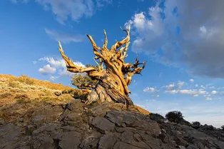 Старше пирамиды Хеопса: какое дерево является самым старым в мире Старше пирамиды Хеопса: какое дерево является самым старым в мире