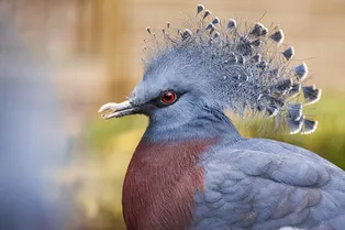 Это павлин или голубь? Тест: угадайте птиц по фотографиям