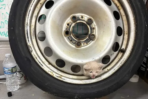 котенок застрял