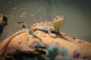 В Австралии нашли «викторианского безухого дракона»! Ящерицу не видели с 1969 года