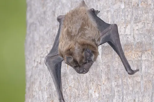 Перекус в полете: летучие мыши могут есть птиц в воздухе Перекус в полете: летучие мыши могут есть птиц в воздухе