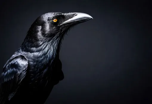 Ворона Ворона
