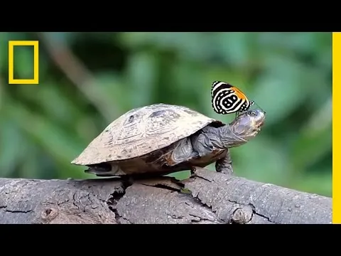 Нажми и смотри Нажми и смотри