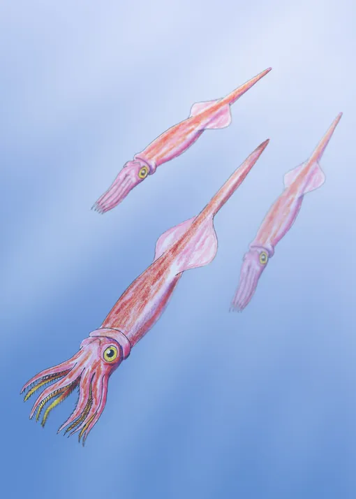 Реконструкция белемнитов