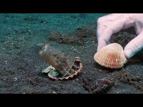 Нажми и смотри Нажми и смотри