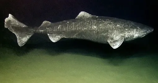 гренландская полярная акула