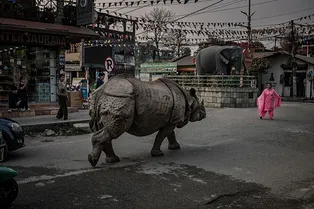 Люди учатся жить среди носорогов на улицах Непала, ведь их популяция резко возросла
