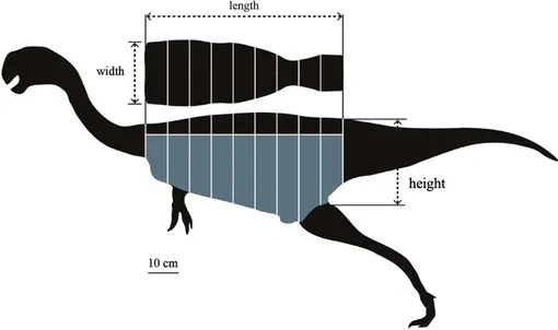 Вид модели Heyuannia сзади и сбоку.