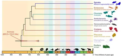 Эта новая интерпретация ископаемого подтверждает молекулярные данные о том, что животные впервые появились не менее 800 миллионов лет назад.