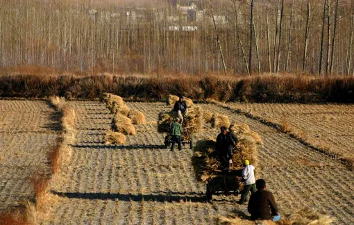 harvest in china