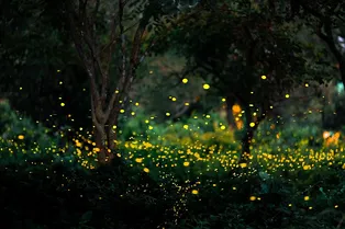 У природы есть универсальный ритм, и он равен 2 ударам в секунду