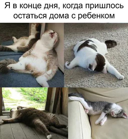 Коты