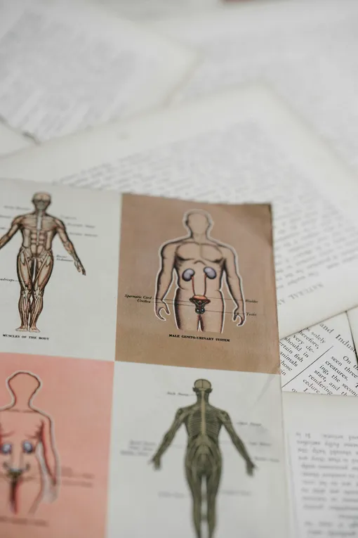 человеческое тело рисунки человеческое тело рисунки