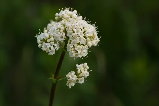 С помощью изовалериановой кислоты учеными был создан искусственный запах обуви для тестов дезодорантов. С помощью изовалериановой кислоты учеными был создан искусственный запах обуви для тестов дезодорантов.