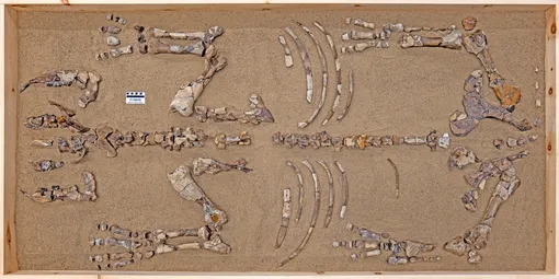 Вид сверху на окаменелость Epiaceratherium itjilik с костями, разложенными на песчаном основании. Было найдено около 75% костей животного, включая диагностические части, такие как зубы, челюсти и фрагменты черепа. Вид сверху на окаменелость Epiaceratherium itjilik с костями, разложенными на песчаном основании. Было найдено около 75% костей животного, включая диагностические части, такие как зубы, челюсти и фрагменты черепа.