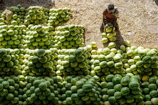 Раскрыта тайна происхождения арбузов: почему ошибались ученые