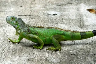 «Игуанопад» во Флориде: почему рептилии падают с деревьев «Игуанопад» во Флориде: почему рептилии падают с деревьев