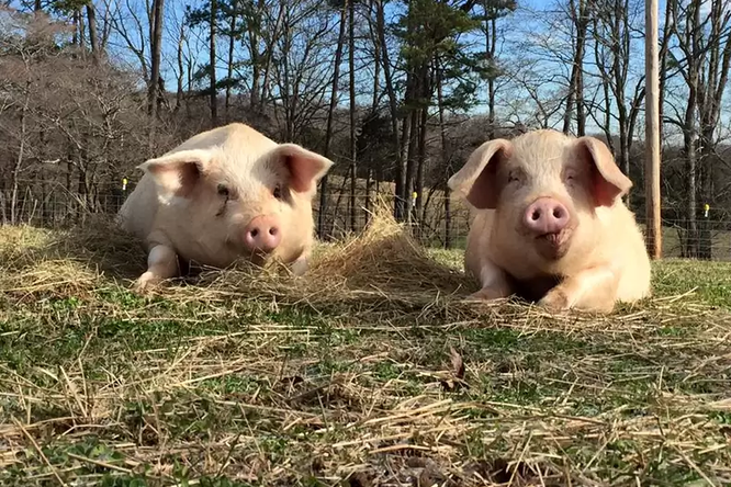 Этот поросенок очень любит своего брата. Посмотрите, как он приносит своему другу сено