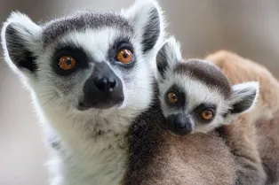 Первые приматы эволюционировали в холодном климате, а не в тропических джунглях