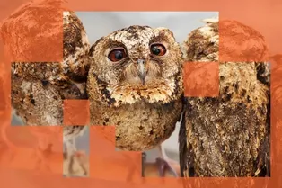 «Учителя»-ИИ могут передавать свои предубеждения обучаемым ИИ-системам