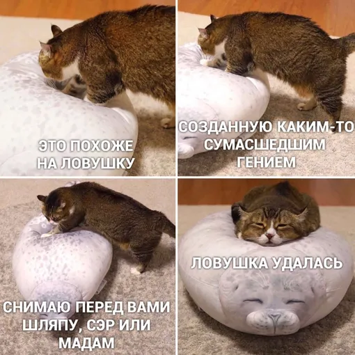 Кот с игрушкой