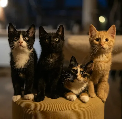 котята котята