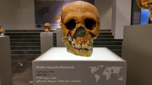 Череп неандертальца Череп неандертальца