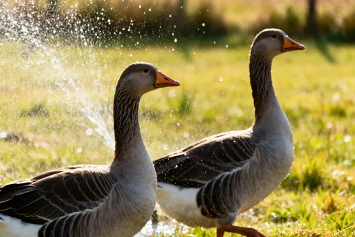 А вы знали, что фразой «как с гуся вода» заговаривали болезни? А вы знали, что фразой «как с гуся вода» заговаривали болезни?