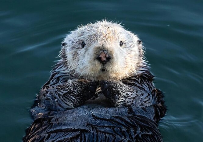 северный калан. морская выдра сканворд. курильский калан. морская выдра сканворд. морская выдра.