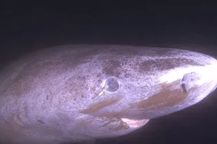 Как гренландским акулам удается 400 лет сохранять остроту зрение