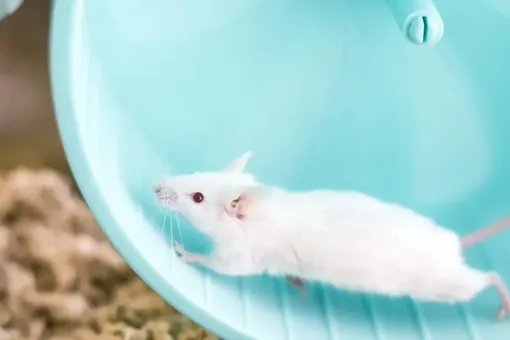 Лень передается по наследству через микробиом семьи