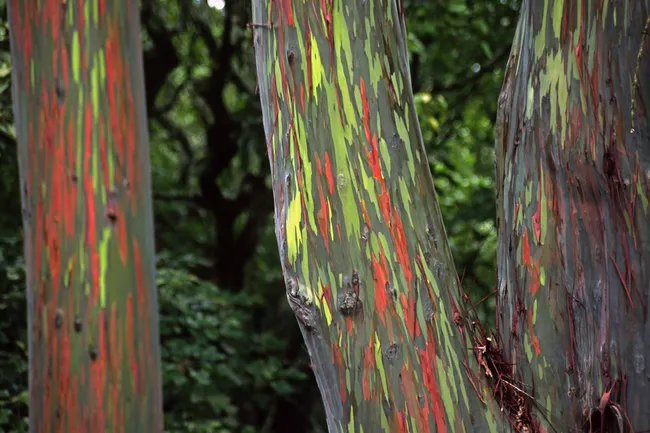 Не ИИ, не фотошоп и не краска: почему ствол радужного эвкалипта разноцветный