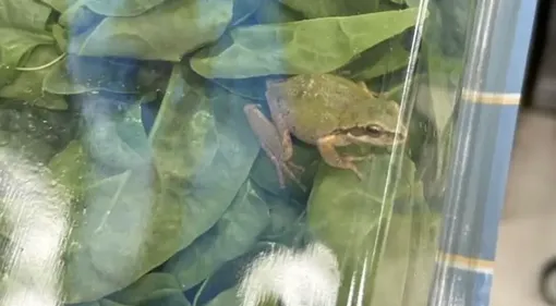 Ее очень трудно заметить! лягушка в шпинате
