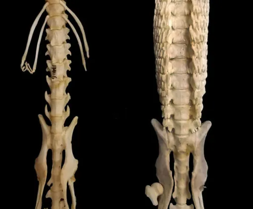 Скелеты Scutisorex somereni и землеройки-голиафа