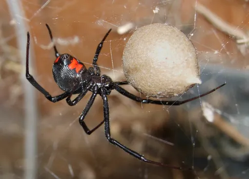 Черная вдова (Latrodectus mactans) Черная вдова (Latrodectus mactans)