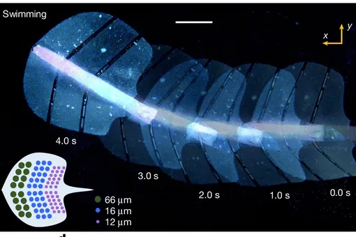 Созданы искусственные мышцы на ультразвуковом управлении Созданы искусственные мышцы на ультразвуковом управлении