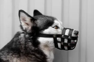 Психология амуниции: влияют ли ошейник и намордник на психологическое состояние собаки
