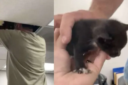 Чудесная история спасения: как сотрудник школы проломил потолок, чтобы достать котят