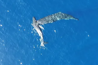 Впервые на видео запечатлено, как кашалоты бодают друг друга. И ученые не знают, почему