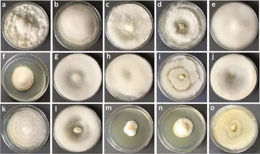 Различные виды семейства Mortierellaceae.