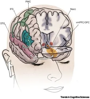 Связь слуховой коры с системой вознаграждения.