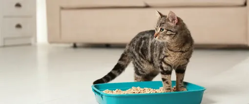 кошка на кошачьем лотке кошка на кошачьем лотке