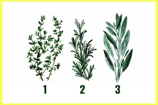 Узнайте ключевую черту своего характера: выберите растение Узнайте ключевую черту своего характера: выберите растение