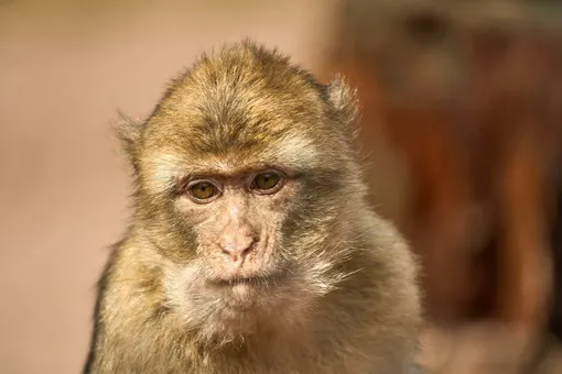 Римские военные держали экзотических обезьян как элитных питомцев: у макак были даже собственные питомцы