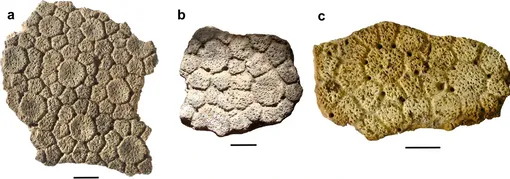 Фрагменты панциря Glyptotherium deuterophractum